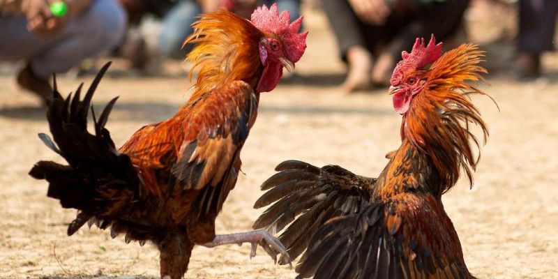 Chủ của con gà chiến thắng và được nhận giải thưởng lên tới 24 tỷ đồng